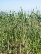 Phragmites communis. Carrizo. MTC